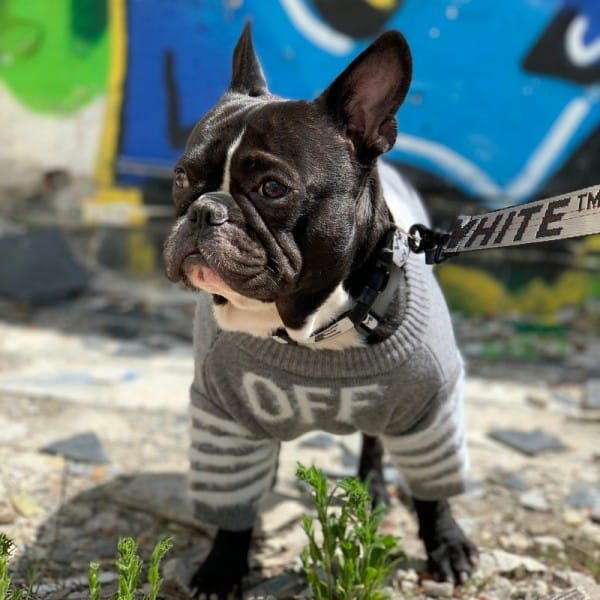 OFF Gray Wool Dog Sweater