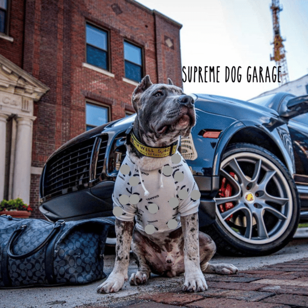 CoCo Designer Dog Hoodie