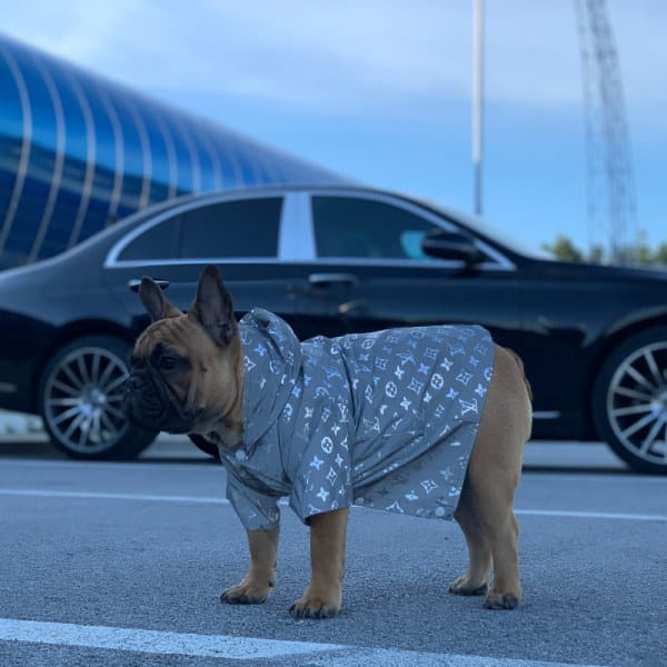 Pawtton Reflective Raincoat With Hood For Dogs