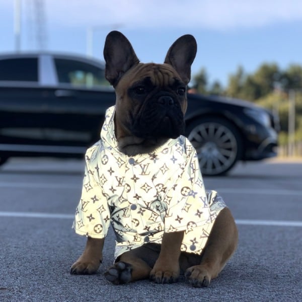 Pawtton Reflective Raincoat With Hood For Dogs