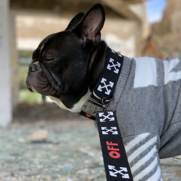 OFF Gray Wool Dog Sweater