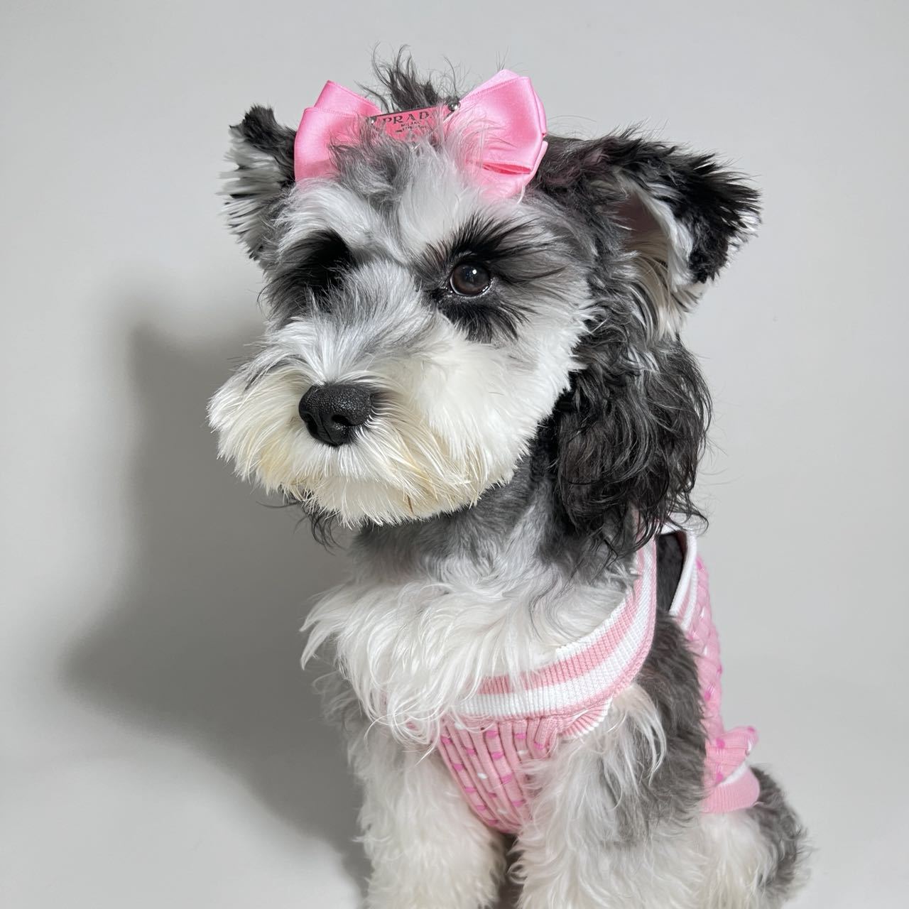 Pet clothes four seasons small fragrance style CC dog sweater trendy brand Teddy Schnauzer French Dou Corgi pet sweater new