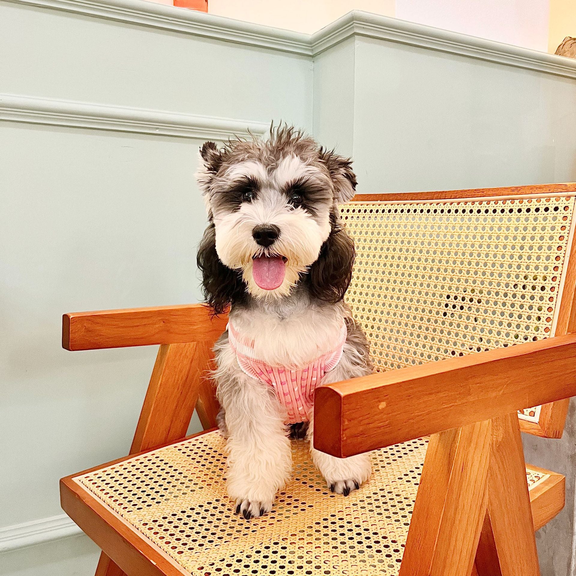 Pet clothes four seasons small fragrance style CC dog sweater trendy brand Teddy Schnauzer French Dou Corgi pet sweater new