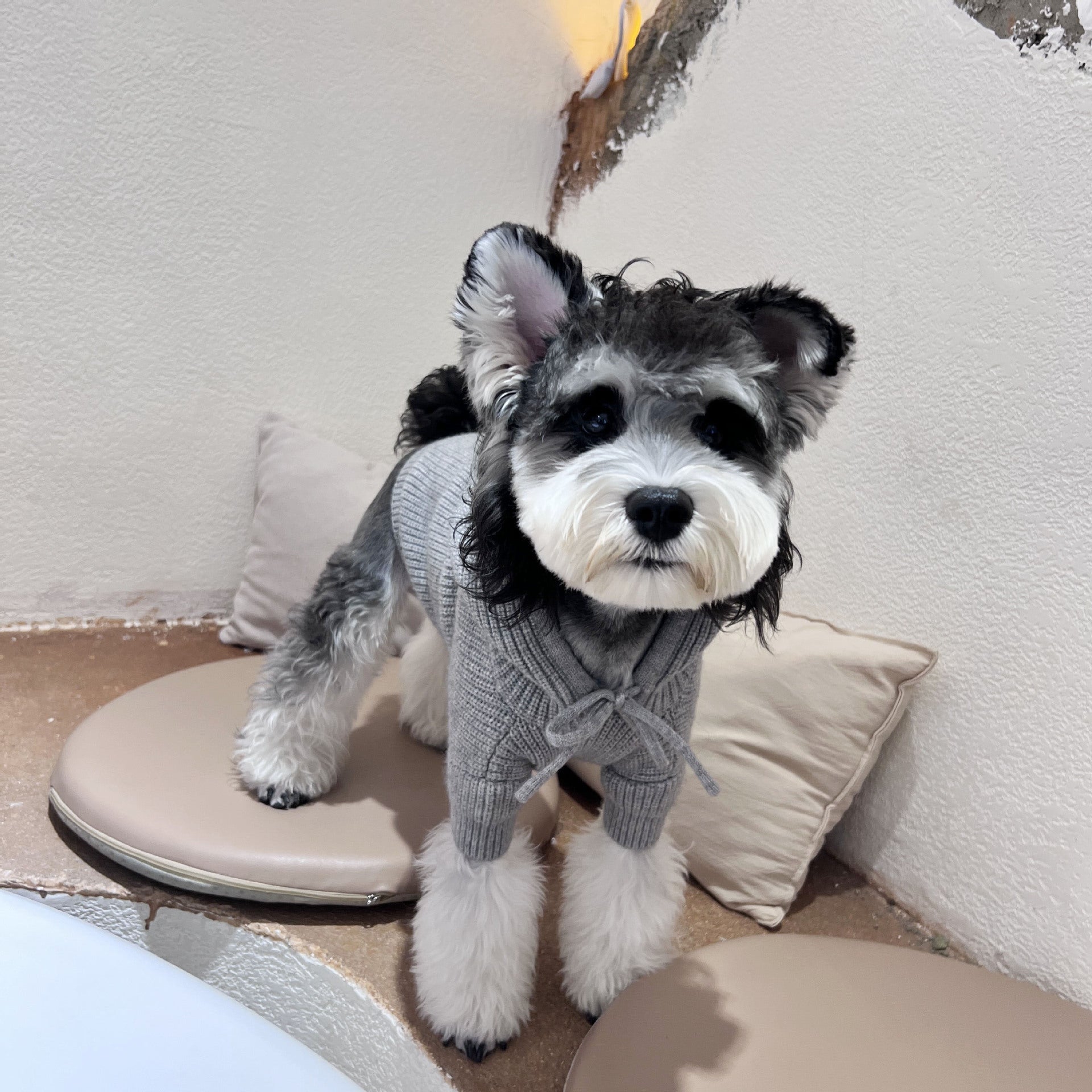 Dog Clothes Autumn Winter Pet Knitted Sweatshirt Shenary Teddy Fight Jacket Teddy Corgi Cat Pet Clothes