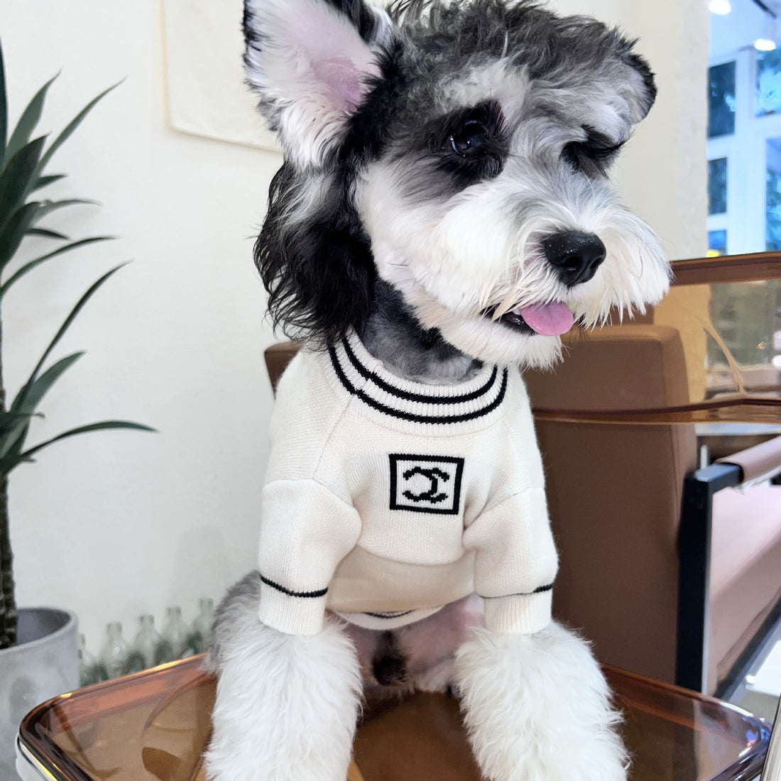 Cross-border new autumn and winter dog sweater knitted Xiaoxiang pet clothes Teddy cat Schnauzer Pomeranian Shiba Inu trend