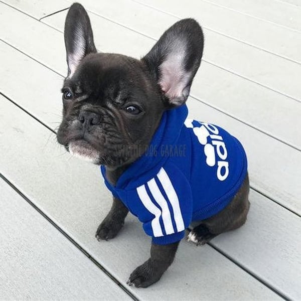 Adidog Origipaws Dog Hoodie