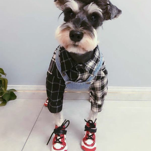 Classy Hype Dog Shoes For Walking