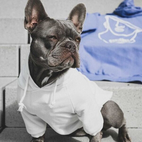 Classy Shoe Dog Hoodie