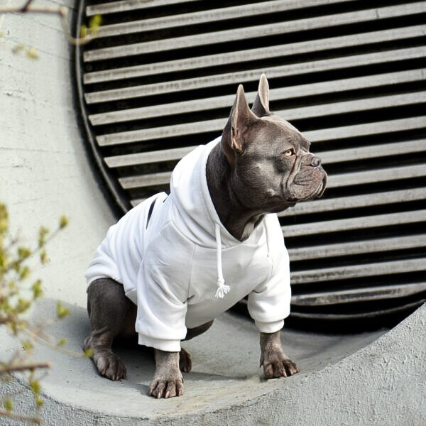 Classy Shoe Dog Hoodie