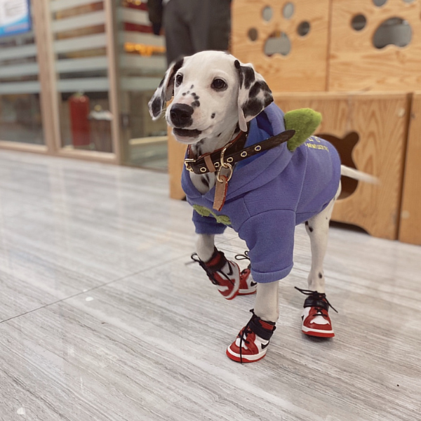 Classy Hype Dog Shoes For Walking