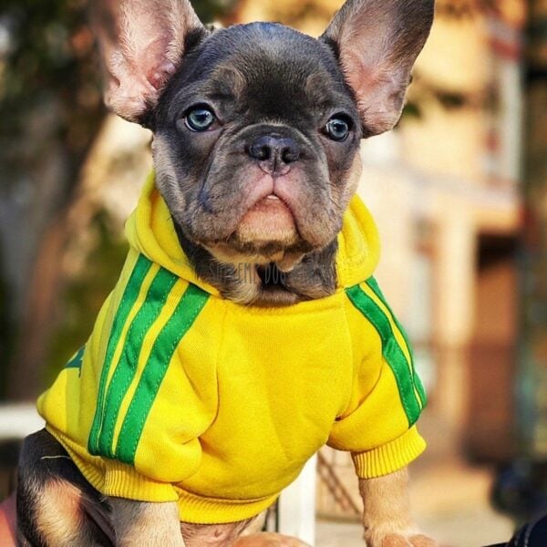 Adidog Origipaws Dog Hoodie