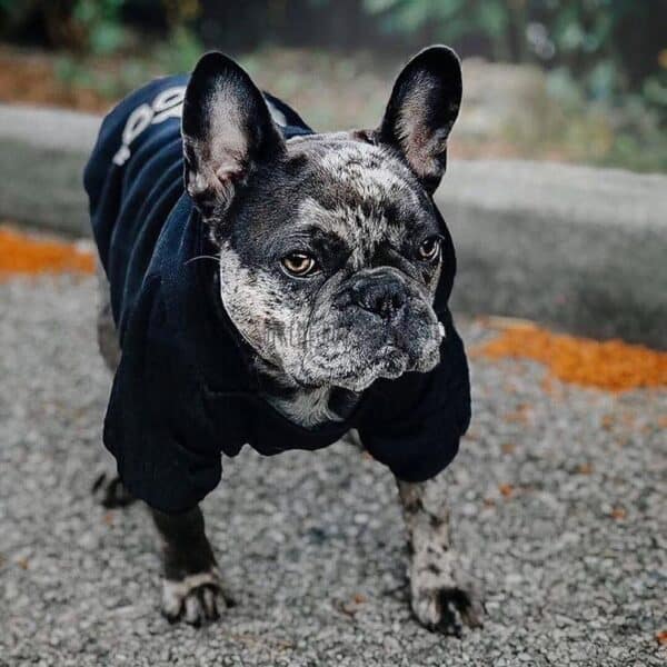 Adidog Origipaws Dog Hoodie