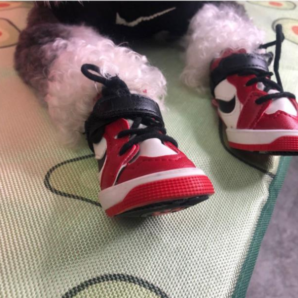 Classy Hype Dog Shoes For Walking