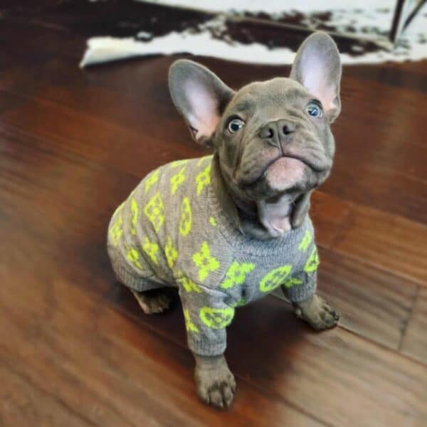 Pawtton Designer Dog Sweater